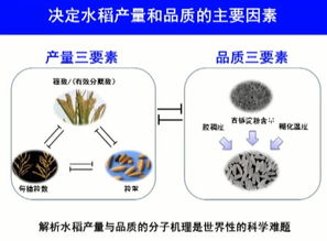 2017年度國家自然科學(xué)獎一等獎 水稻高產(chǎn)優(yōu)質(zhì)性狀形成的分子機(jī)理及品種設(shè)計(jì)